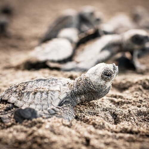 Sea Turtle Nesting Night Tour